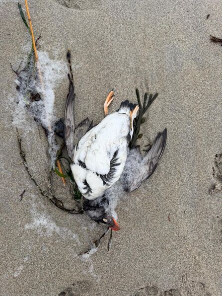 A stranded puffin on sand - seaweed and sea foam nearby