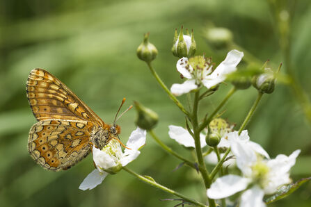 Marsh fritillary butterfly on white flowers