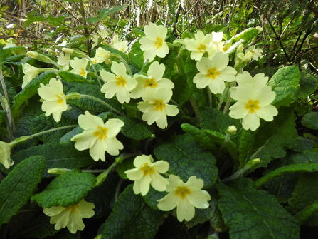A clump of primroses 