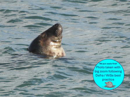 Seal's head poking out of the water with eyes closed, looking relaxed