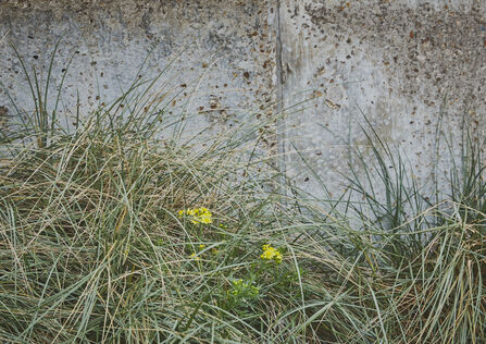 pavement plants grow by the side of the road in Cornwall