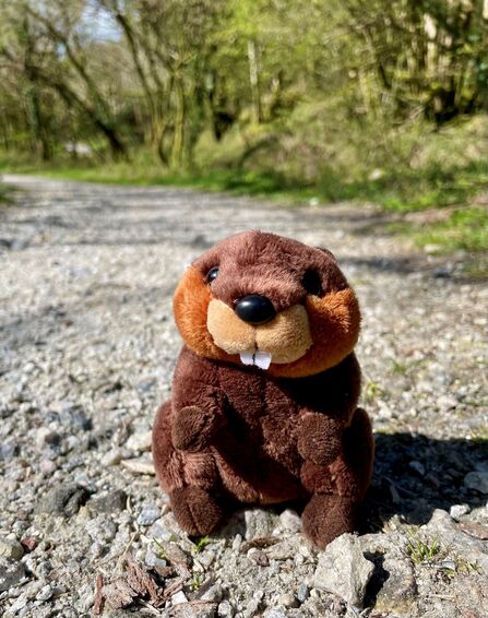 Justin Beaver out on the coast path
