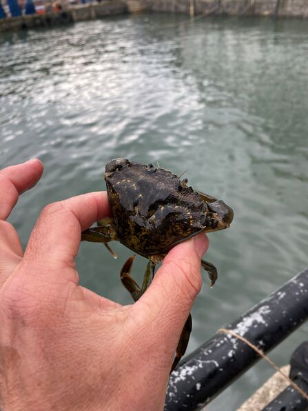 Image demonstrating how to correctly hold a crab caught when crabbing