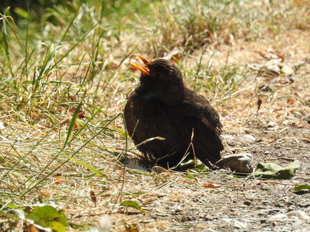 Blackbird sitting on a dry grassy path with its beak open