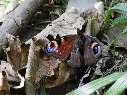 A peacock butterfly on dead leaves with missing forewing