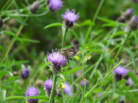 Butterfly resting on a purple thistle flower among green grasses and wildflowers.