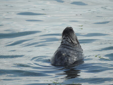 Copilot said: Seal's head emerging from calm water, surrounded by gentle ripples.