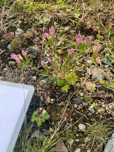 Small pink wildflowers growing among gravel and grass. A binder of white paper visible in the bottom left corner