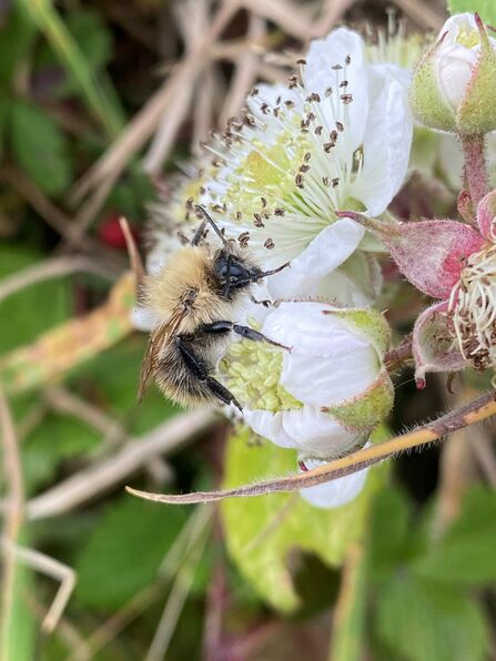 Bee feeding on white flower