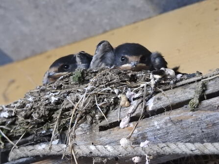 Young swallows peeking over the edge of a mud-and-twig nest inside a barn.