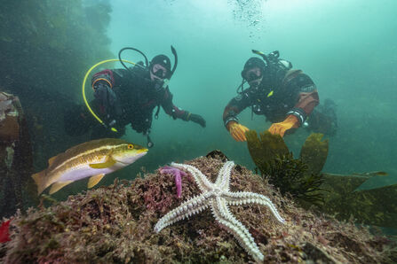 Two scuba divers observe a rocky seabed featuring a starfish, fish, seaweed, and marine life in an underwater coastal habitat.