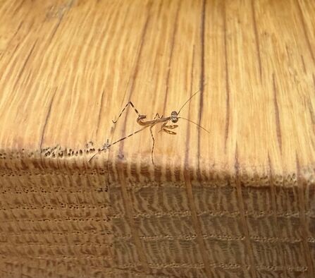 a praying mantis is shown moving along a laminate surface, just one of a breeding group of nymphs discovered in a cornish school 