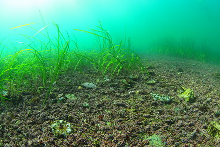Underwater view of seagrass and maerl growing on the seabed, with patches of sediment and clear green-blue water.