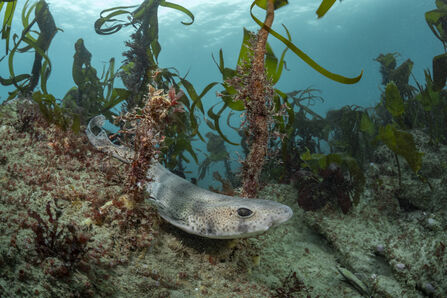 Small spotted catshark resting on the seabed among kelp and seaweed in an underwater marine habitat.