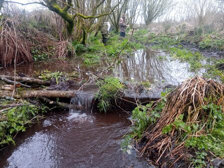 A river has created a larger pond/wetland area, showing how farmland can be part of the solution. Water surrounded by trees