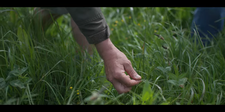 a hand picks through grasses in cornish farmland