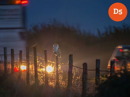 Barn owl perched on a roadside fence at dusk, with vehicle headlights glowing in the background.