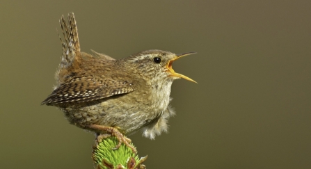 Wren - Andy Rouse