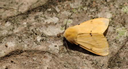 Moth at night