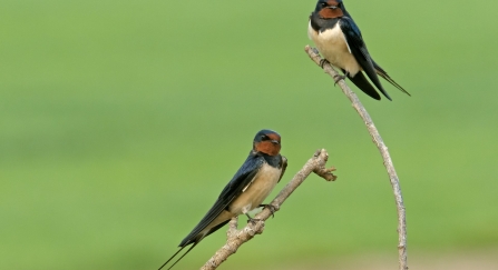 Swallow (stock photo)