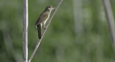 Grasshopper warbler - Chris Gomersall/2020VISION