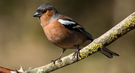 Chaffinch