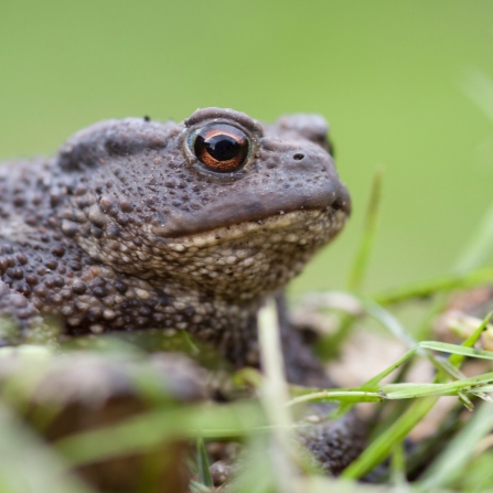 Common Toad