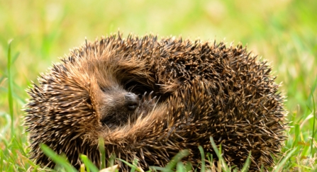 Hedgehog