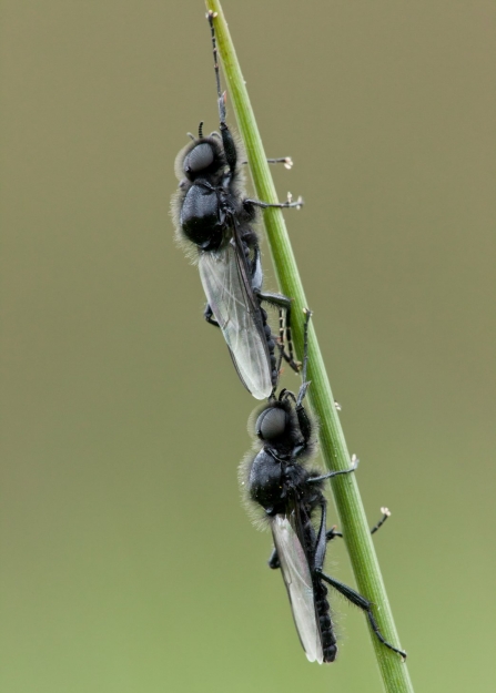 St Mark’s fly