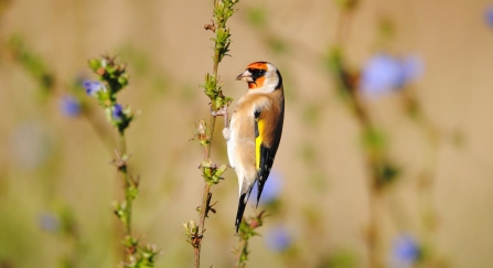 Goldfinch