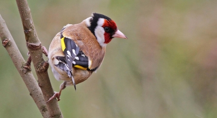 Goldfinch