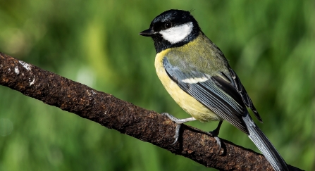 Great Tit