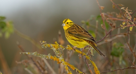 Yellowhammer