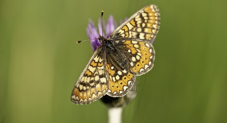 Marsh fritillary butterfly {Euphydrayas aurinia}, Dunsdon, near Holsworthy, Devon, UK