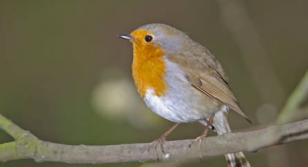 Robin