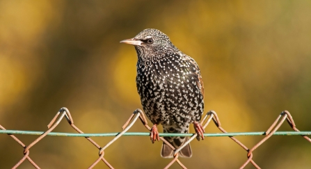 Starling