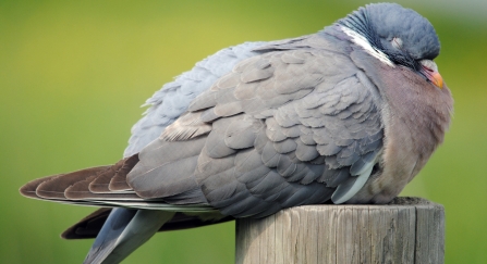 Woodpigeon