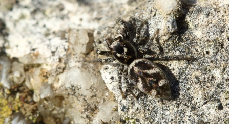 Jumping Zebra Spider