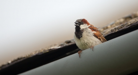 House Sparrow