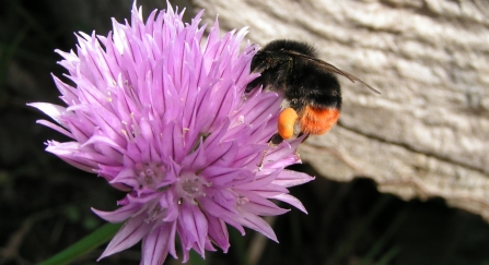 Red-tailed bumblebee