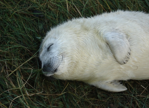 Grey seal pup lying with eyes closed, the Wildlife Trusts