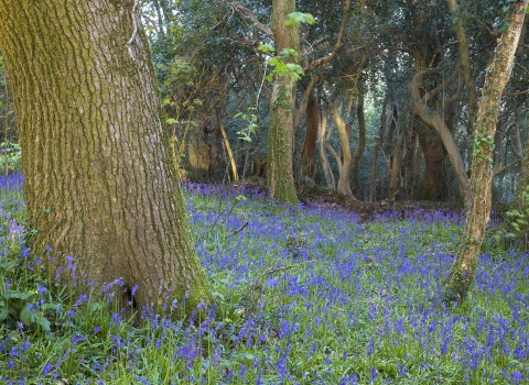 Devichoys Wood