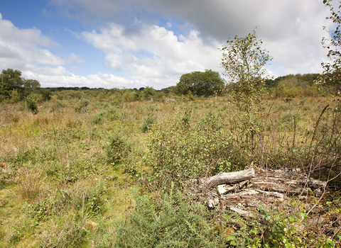 Redlake Cottage Meadows