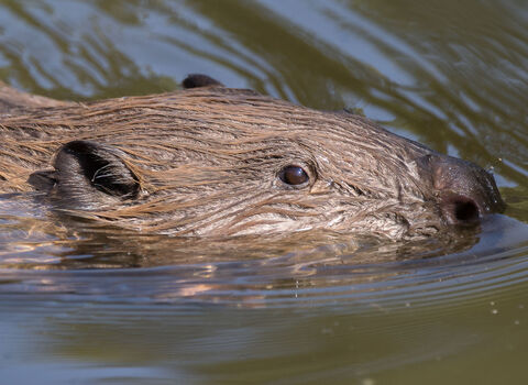 Beaver close up by Jack Hicks
