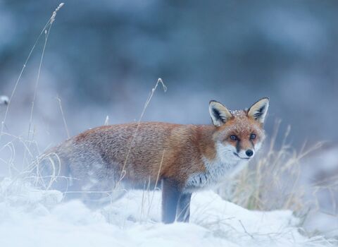 Winter fox by Danny Green