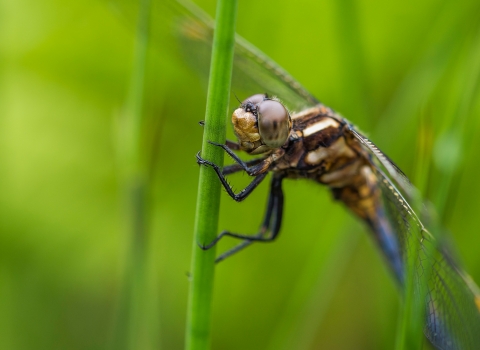 Dragonfly by Ben Watkins