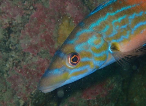 Cuckoo Wrasse on the Manacles, by Matt Slater