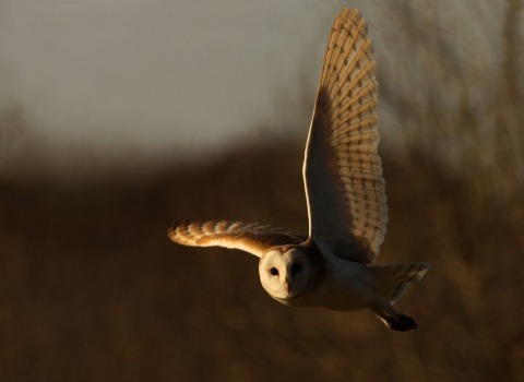 Hunting Barn Owl at Gribben Head by Ian McCarthy(1)