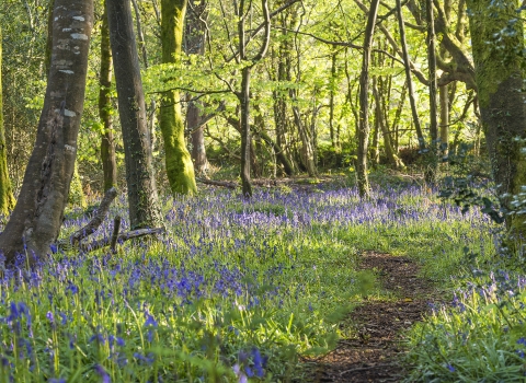 Pendarves Woods