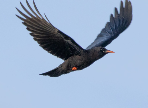 Cornish chough by Jack Hicks 